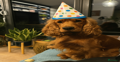 Cocker Spaniel dogs - Advert 13