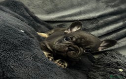 French Bulldog dogs for sale: KC Fluffy Carriers Isabella French Bulldogs puppy - Image 19