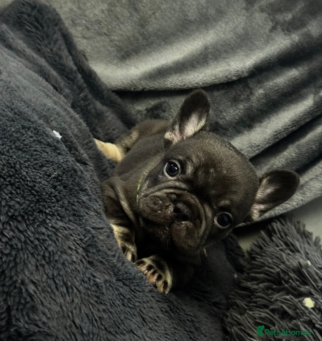 French Bulldog dogs for sale: KC Fluffy Carriers Isabella French Bulldogs puppy - Image 19