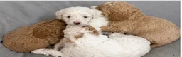 Cavapoo dogs for sale: Cavapoo x Australian labradoodle puppies  in Northampton - Advert 3