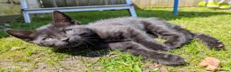 Bengal cats for sale: Brown Bengal boys and black melanistic girl  - Advert 5