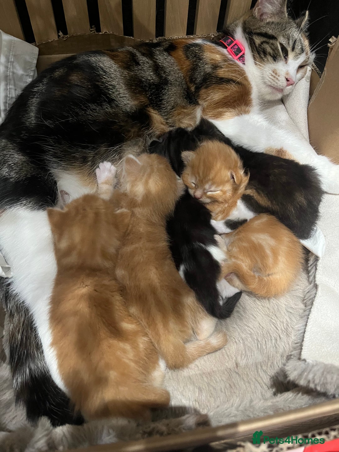 Domestic Shorthair cats for sale: Domestic shorthair x Maine Coon - Advert 5