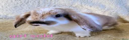 Mixed Breed rabbits for sale: French lop x mini lop - Advert 10