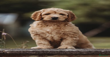 Australian Labradoodle dogs in Northolt - Advert 2