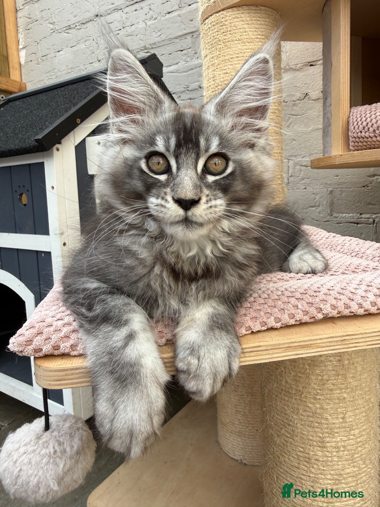 Maine Coon cats Champion Sired TICA Pedigree Maine Coons - Advert 1