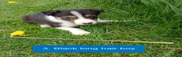 Border Collie dogs for sale: Pedigree tri-colour border collie puppies in Huntly - Advert 4