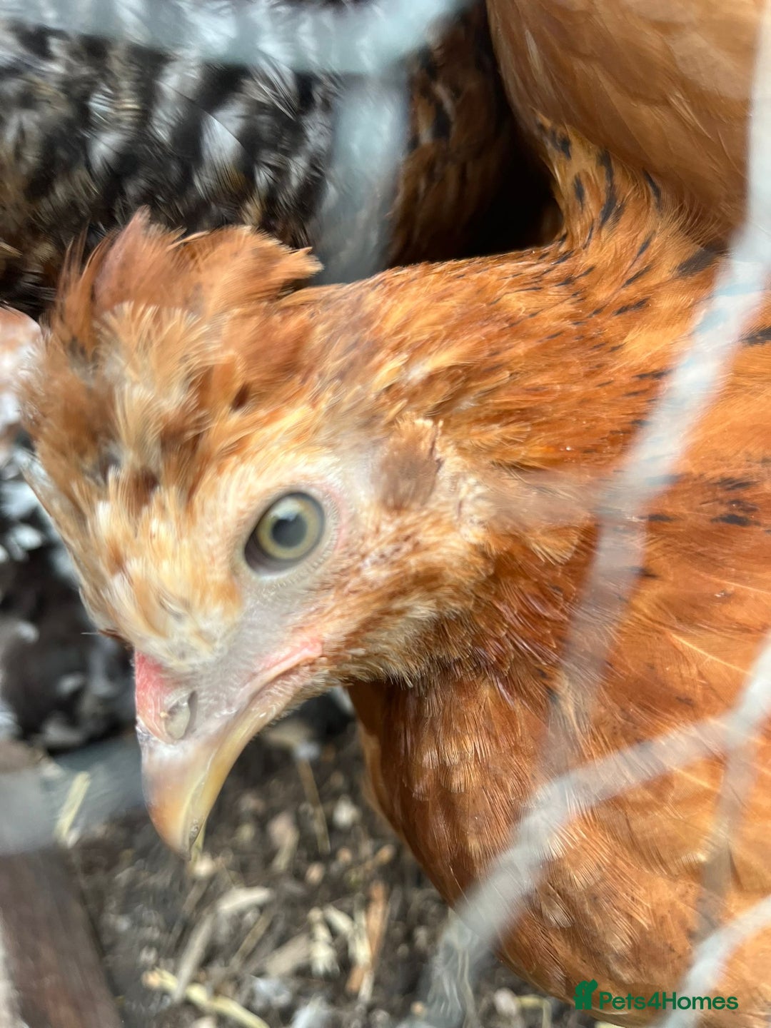 Chickens poultry for sale: 2x female 1x male - Advert 1