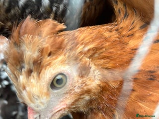 Chickens poultry 2x female 1x male - Advert 1