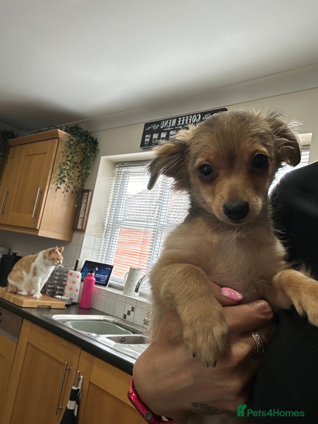 Mixed Breed dogs for sale: X2 Dauchshund/ Pomeranian pups - Image 24