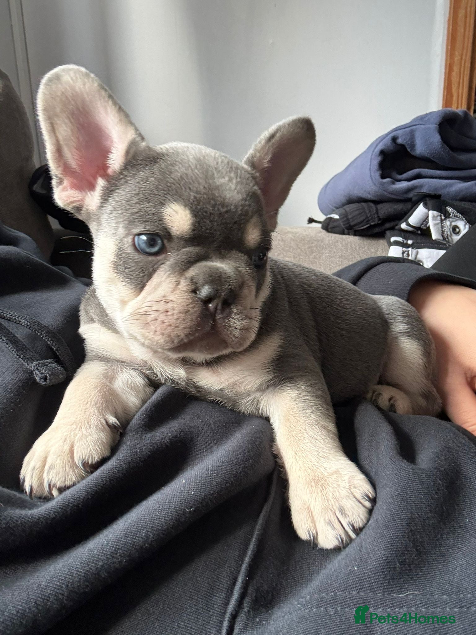 French Bulldog dogs Stunning 3rd generation French Bulldog puppies - Advert 2