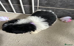 Jackapoo dogs for sale: 5 jackapoo puppies  - Image 14