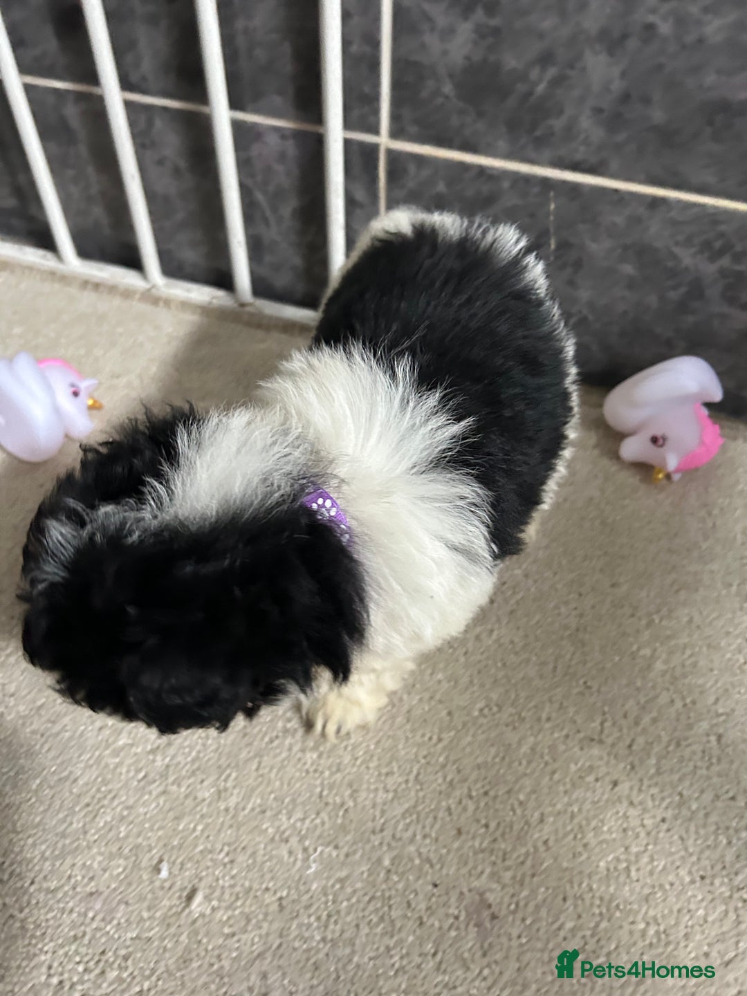 Jackapoo dogs for sale: 5 jackapoo puppies  - Image 14