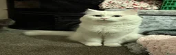 Scottish Fold cats for sale: Beautiful little Fold fur babies.  - Advert 15