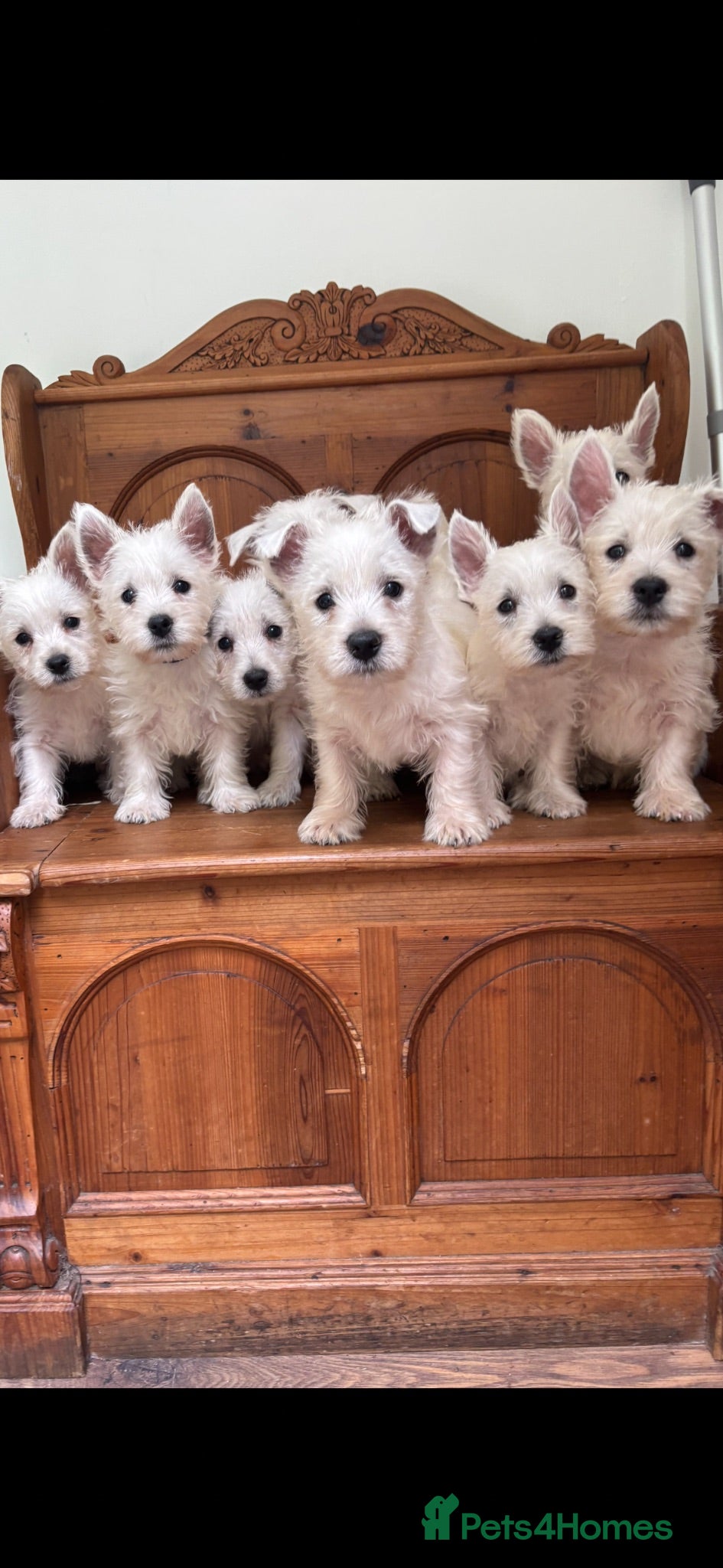 West Highland Terrier dogs ROYAL KENNEL CLUB WEST HIGHLAND TERRIES - Advert 1