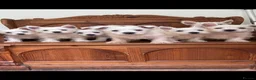 West Highland Terrier dogs for sale: ROYAL KENNEL CLUB WEST HIGHLAND TERRIES - Advert 3
