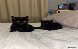 Mixed Breed cats for sale: 5 beautiful kittens - Advert 4