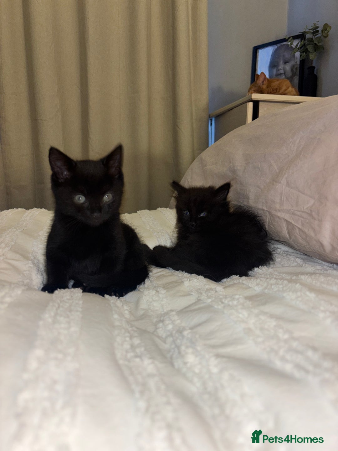 Mixed Breed cats for sale: 5 beautiful kittens - Advert 4