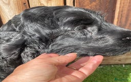 Cocker Spaniel dogs for sale: Show cocker - Image 6