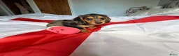 Miniature Dachshund dogs for sale: 2 puppies left, ready to leave  - Advert 4