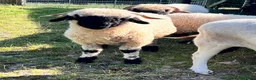 Sheep livestock for sale: Swiss Bred Valais Blacknose ewe Lamb - Advert 5