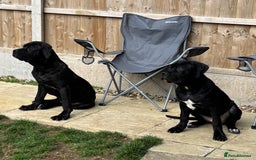 Cane Corso dogs for sale: Brother and sister cane corso - Advert 5