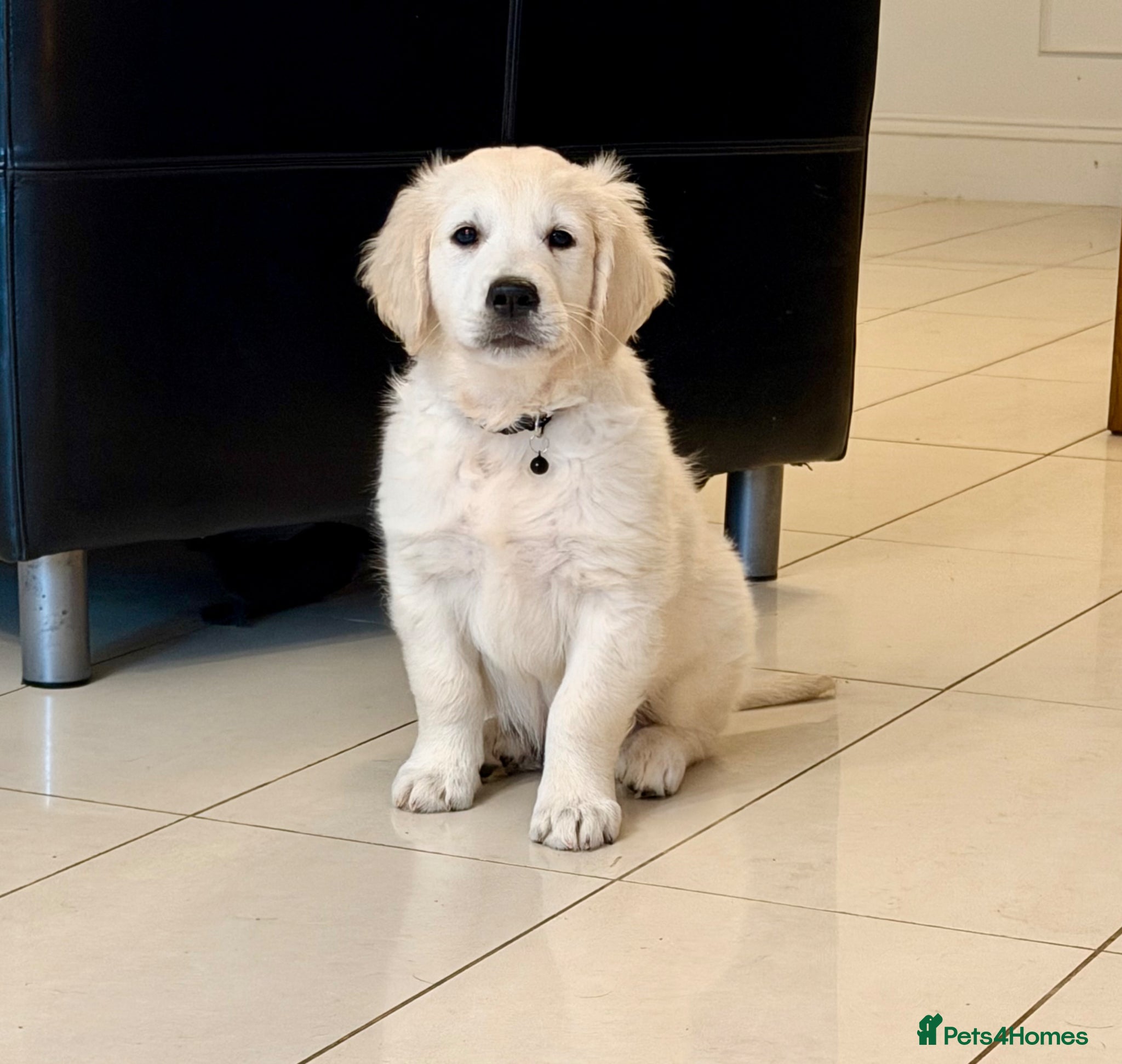 Golden Retriever dogs Stunning Goldens-Parents are School Wellbeing dogs - Advert 1