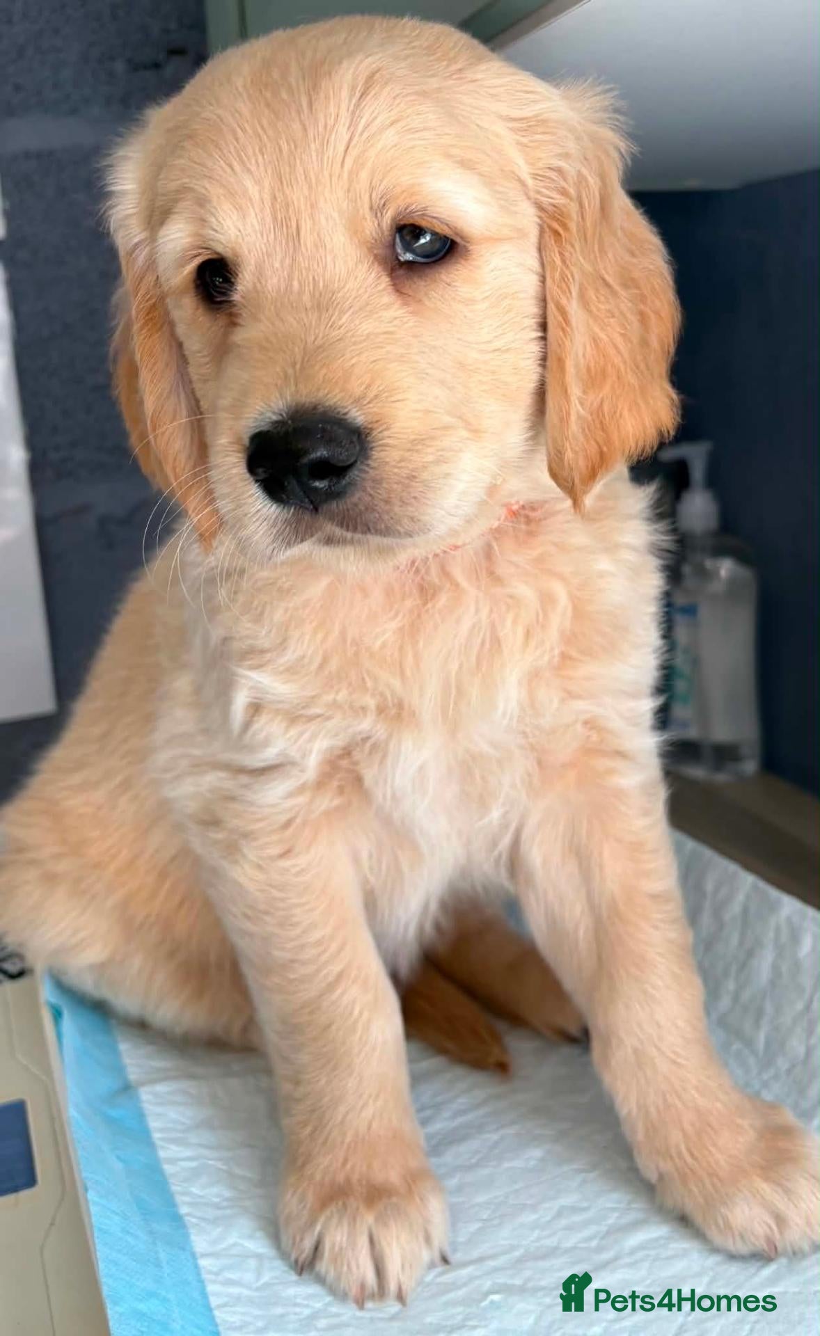Golden Retriever dogs Chunky KC Golden Retriever Puppies - Advert 5
