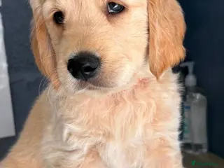 Golden Retriever dogs Chunky KC Golden Retriever Puppies - Advert 5