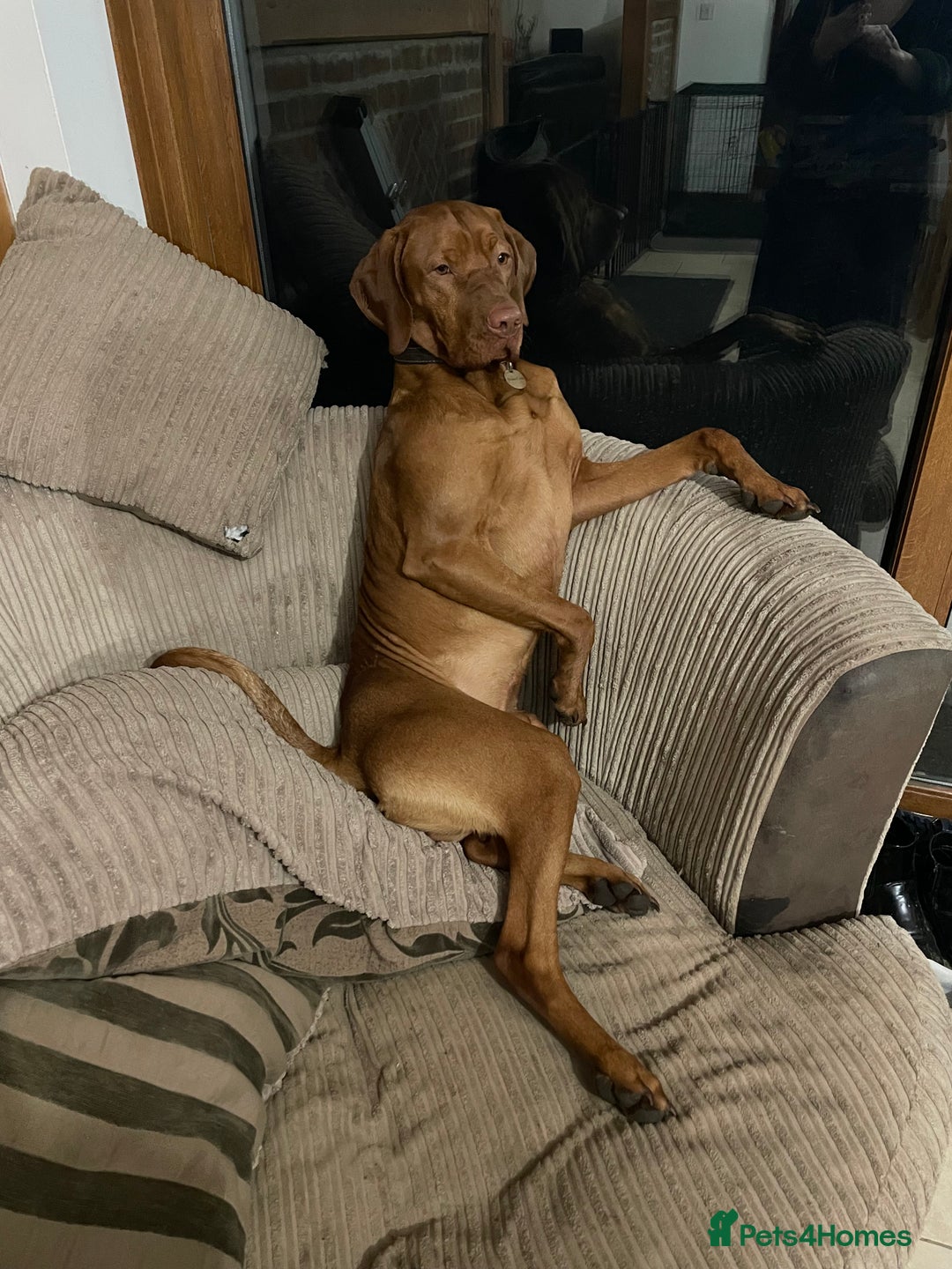 Hungarian Vizsla dogs for stud: Vizsla for stud - Advert 3