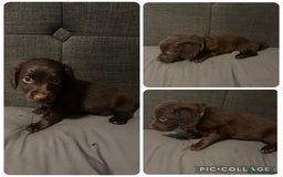 Mixed Breed dogs for sale: Collie cross (Dollie’s) x2 boy ready Sunday  - Image 4