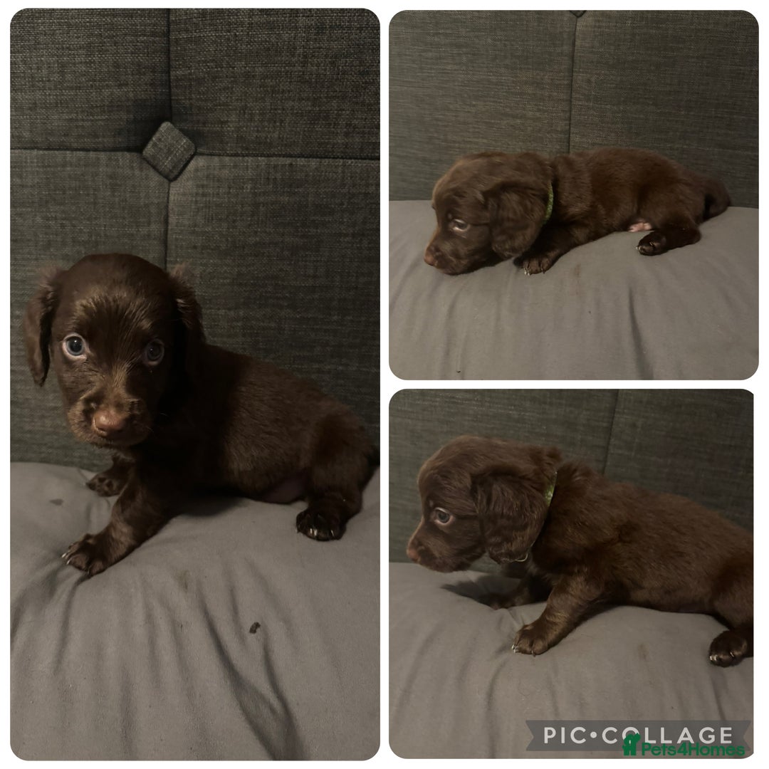 Mixed Breed dogs for sale: Collie cross (Dollie’s) x2 boy ready Sunday  - Image 4