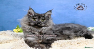 Maine Coon cats TICA registered Maine coon kittens READY NOW - Advert 7