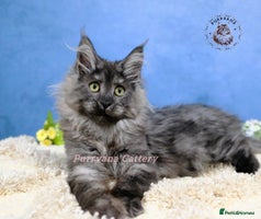 Maine Coon cats TICA registered Maine coon kittens READY NOW - Advert 7