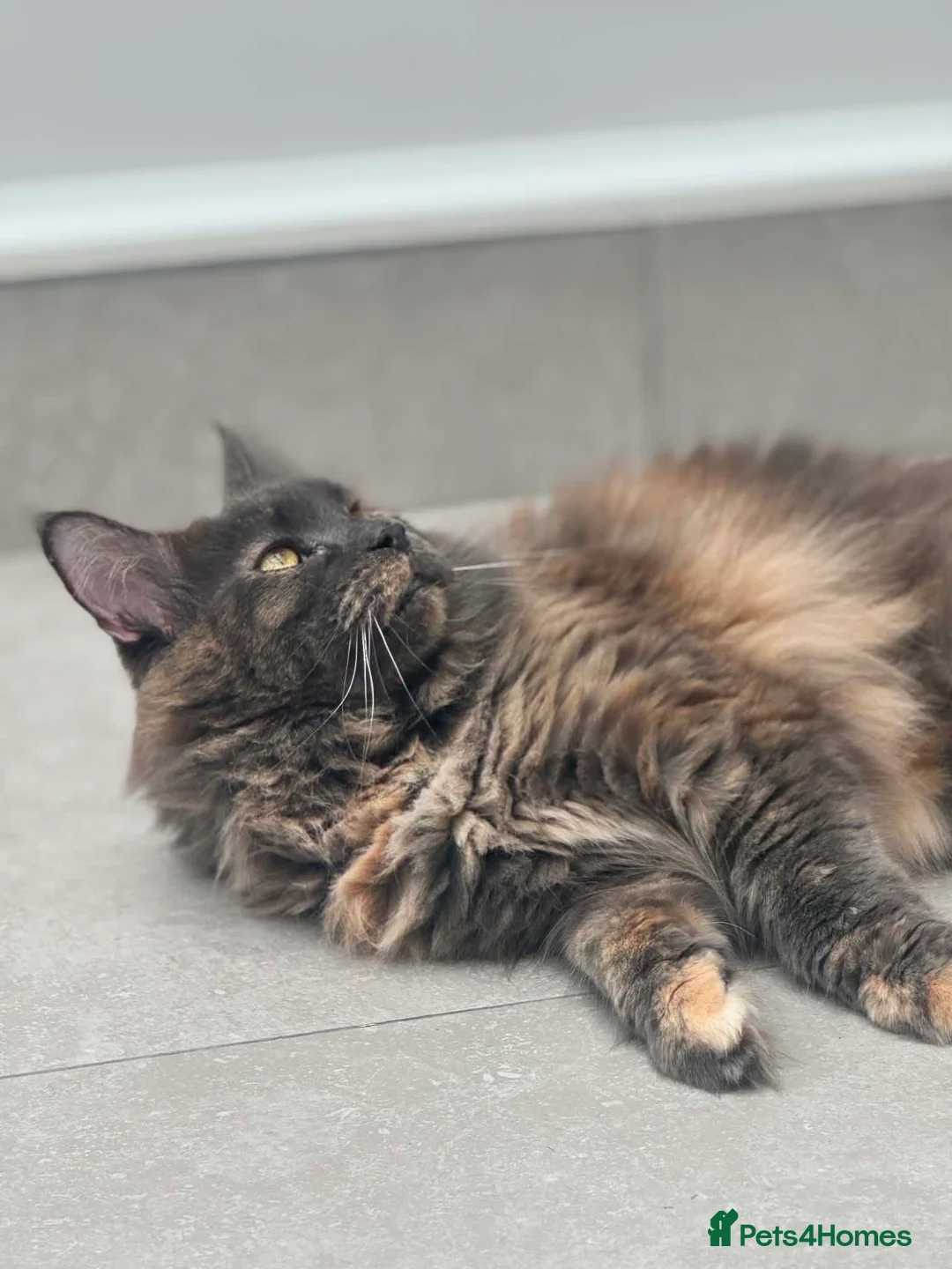 Maine Coon cats for sale: Maine Coon - Advert 2