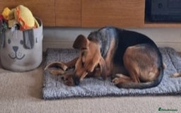 Mixed Breed dogs for adoption: Ruby is looking for her forever home - Image 5