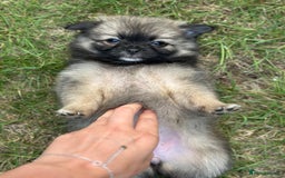 Pomeranian dogs for sale: 5 BEAUTIFUL TEDDY TYPE FOXY POMERANIANS - Image 11