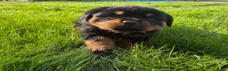 Rottweiler dogs for sale: 🏆🐾 5STAR BREEDERS🐾🏆KC REG girl and boys 💖💙 - Advert 26