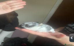Mini Lion Lop rabbits for sale: mini lion lops - Image 4