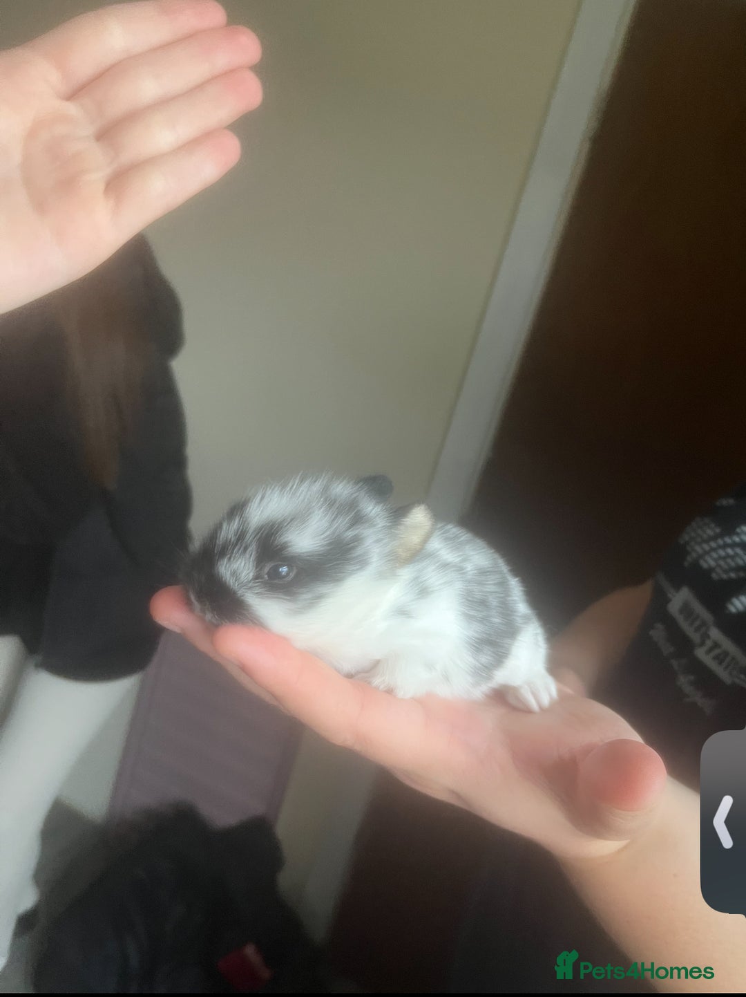 Mini Lion Lop rabbits for sale: mini lion lops - Image 4
