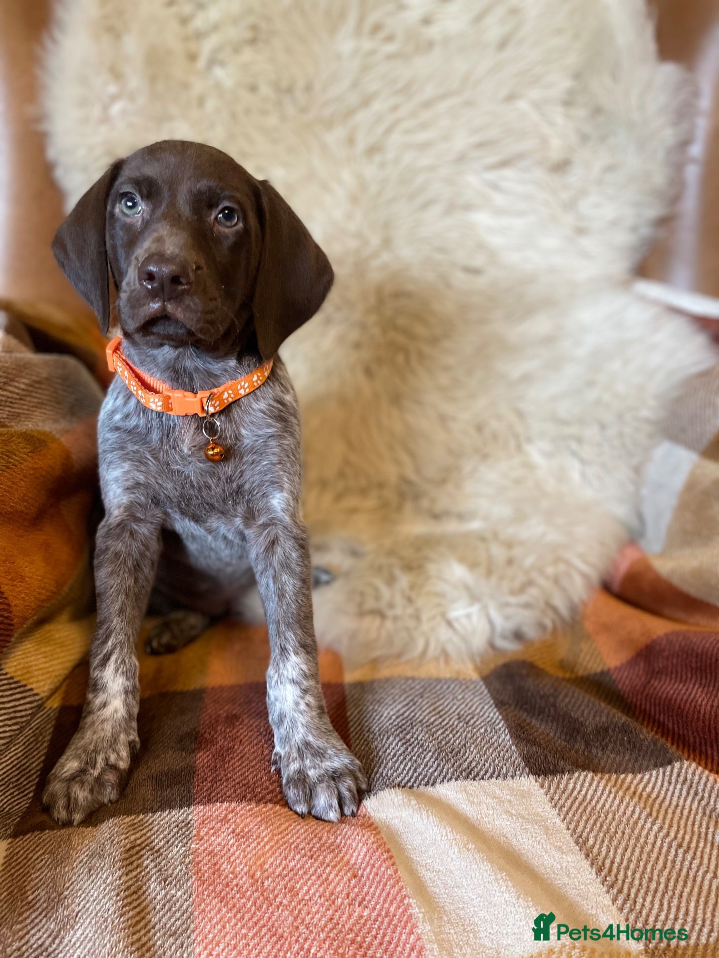 German Shorthaired Pointer dogs for sale: Kc female GSP - Advert 1