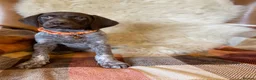 German Shorthaired Pointer dogs for sale: Kc female GSP - Advert 1