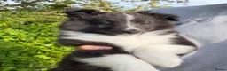 Shetland Sheepdog dogs for sale: Gorgeous Bi-black Boy Available  - Advert 2
