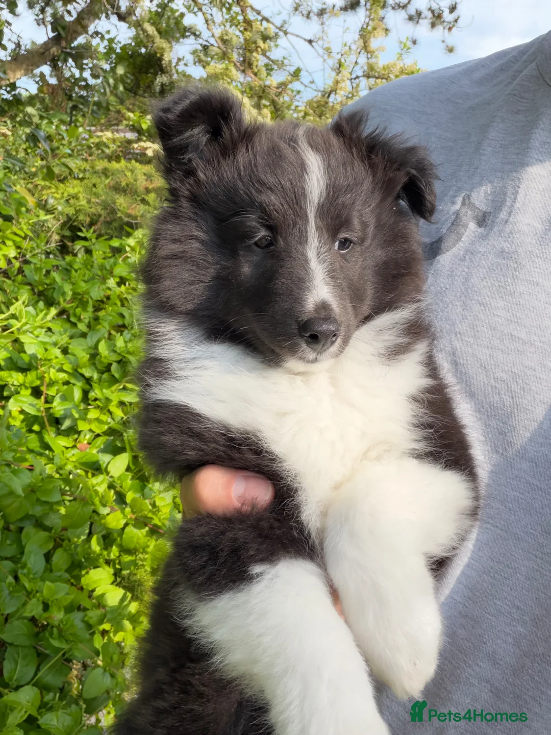 Shetland Sheepdog dogs for sale: Gorgeous Bi-black Boy Available  - Advert 2