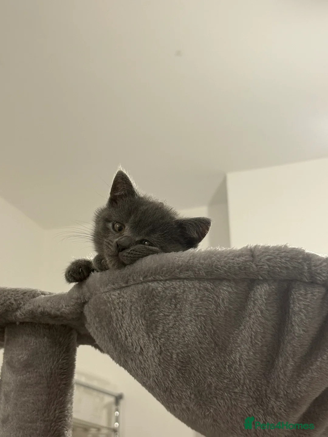 British Shorthair cats for sale: British Shorthair Female - Advert 4