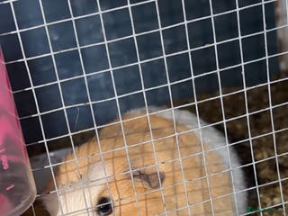 Guinea Pig rodents Mix of Guinea pigs - Advert 1