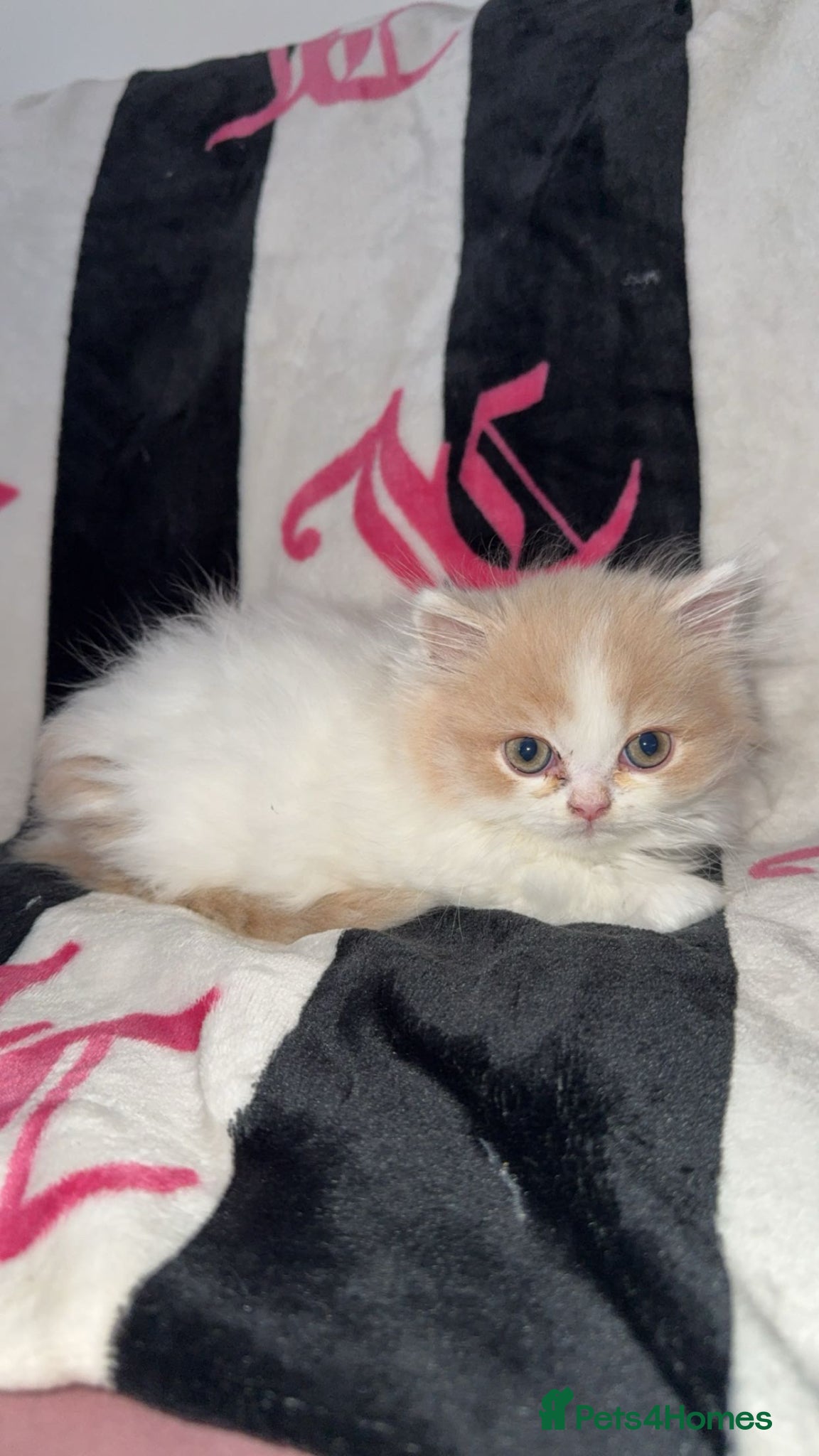 Persian cats Persian kitten ready to leave now price drop - Advert 7