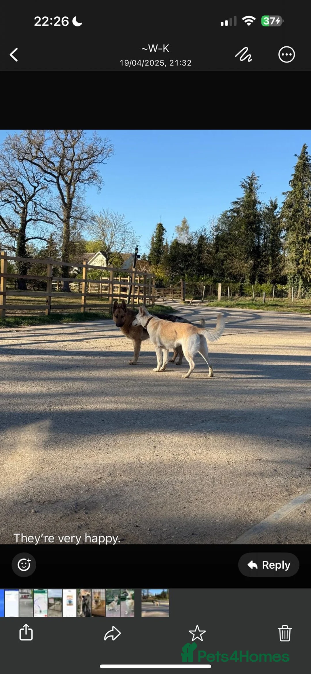 German Shepherd dogs for stud: Handsome pure bred golden German Shepherd Stud in London - Advert 4
