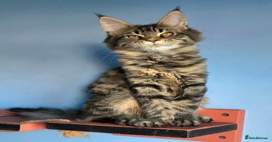 Maine Coon cats - Advert 14