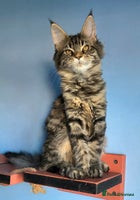 Maine Coon cats - Advert 14