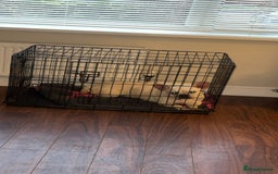 Mixed Breed dogs for sale: White Frenchie X Pug - Image 2